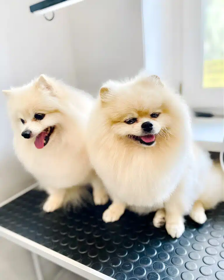 Два кремових шпіци сидять на одному столику біля підвіконня в кімнаті з білими стінами