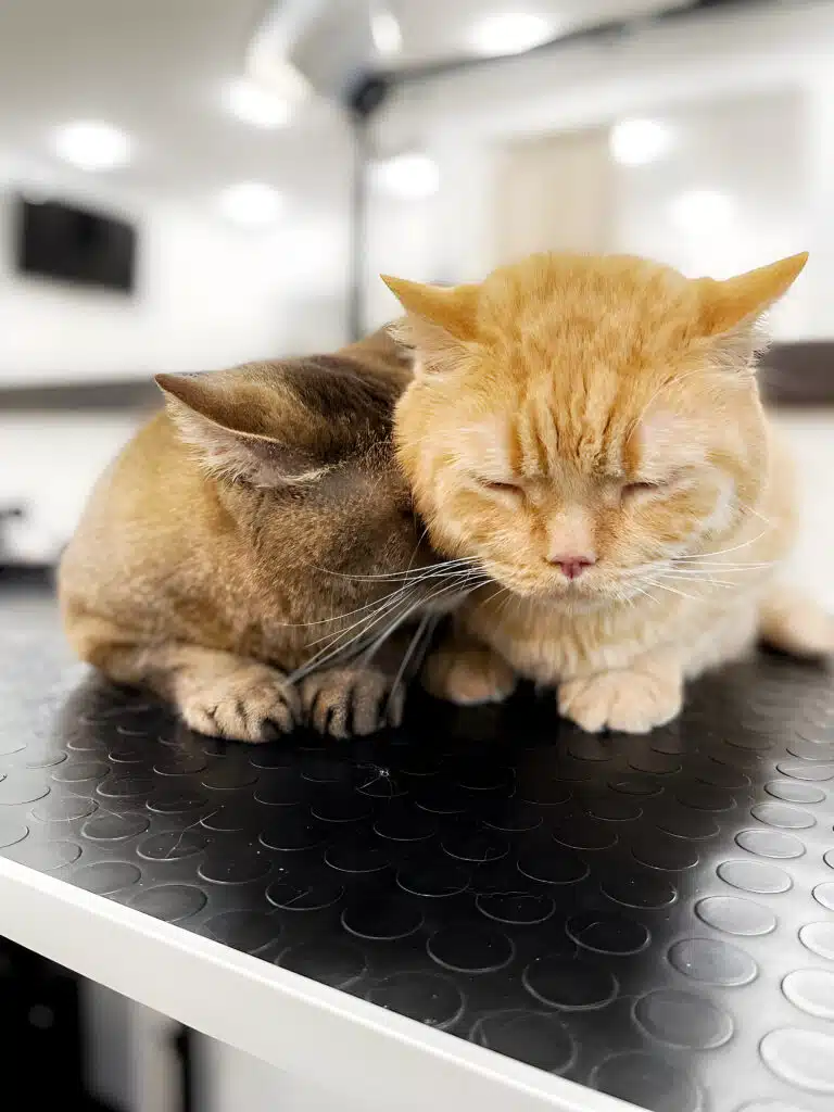 Короткошерсті котики туляться один до одного, лежачи спиною до великого дзеркала