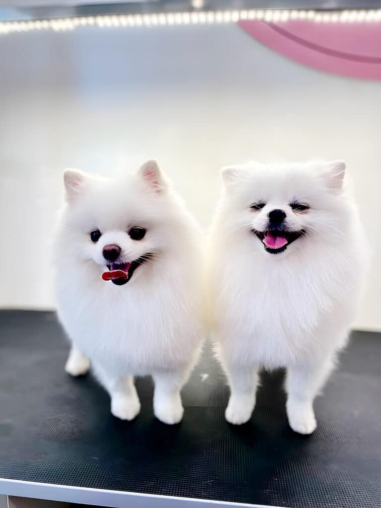 Під яскравою лампою стоять на одному столику два шпіци: один очі примружив, а інший ні