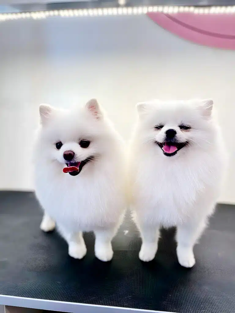 Під яскравою лампою стоять на одному столику два шпіци: один очі примружив, а інший ні