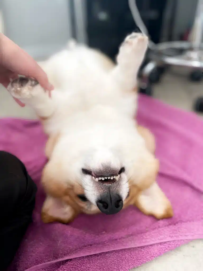 Грумер тримає за передню лапку коргі, який лежить на спині на рожевому рушнику