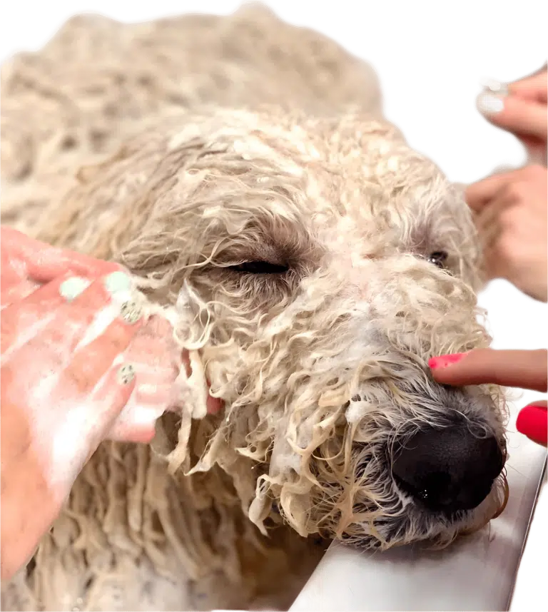 Дівчата з яскравим манікюром наносять піну на шерсть лабрадудля, який дрімає на бортику ванни