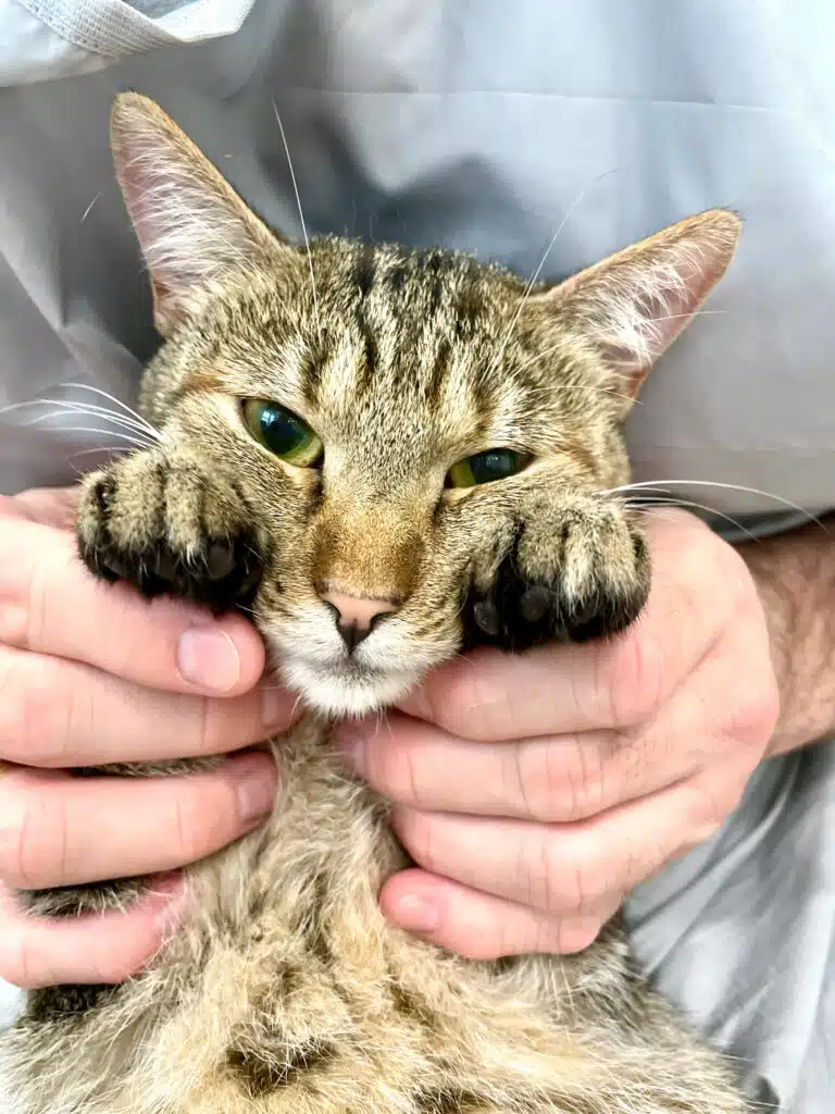 Чоловічі руки тримають за передні лапки котика з зеленими очима біля срібного фартуха