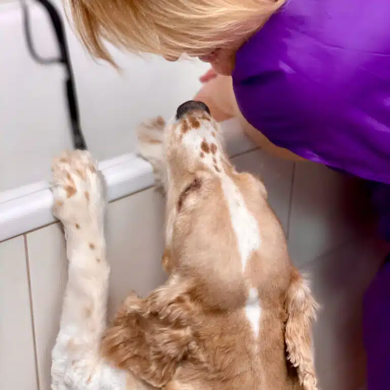 Світло-коричневий спанієль вже готовий приймати ванну з грумером, бо поклав лапки на бортик