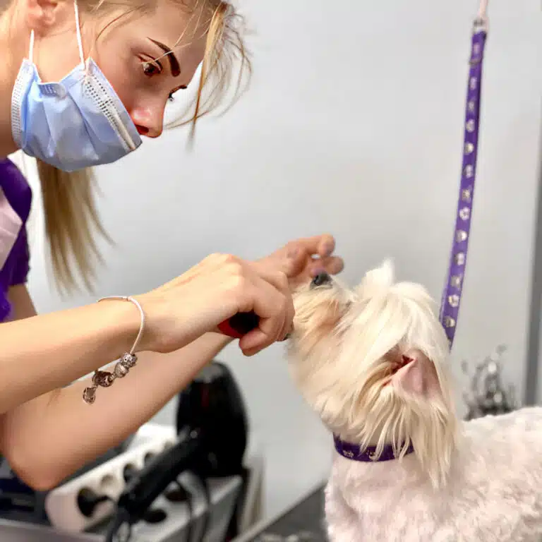 Грумерка в блакитній масці щось робить з борідкою кремового мальтіпу, зафіксованого фіолетовою ринговкою