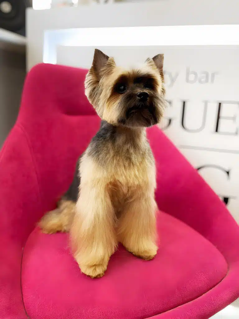 Посередині малинового м'якого стільця сидить з рівною спинкою підстрижений йорк, який має темну шерсть по центру морди