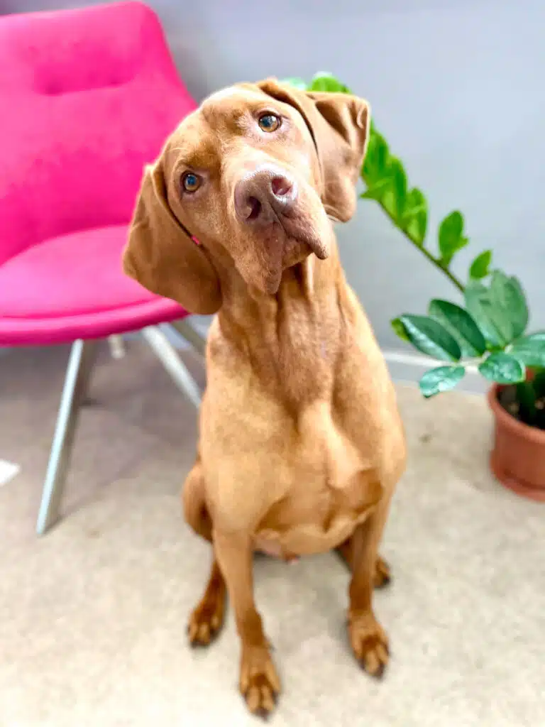 Перед яскраво рожевим стільцем та заміокулькасом сидить гладкошерстий коричневий пес з щоками, що трохи звисають
