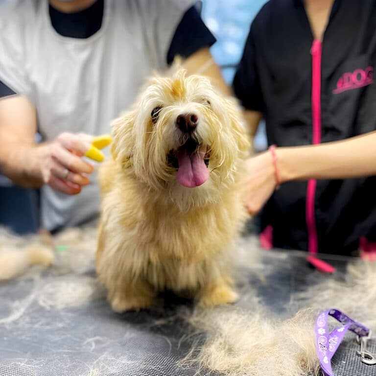 Чоловік у сірому фартусі жовтими напальчниками тримінгує жорсткошерстого песика, який висолопив язика