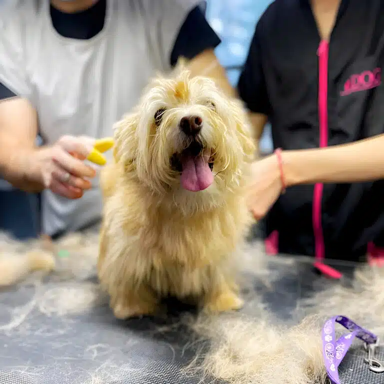 Чоловік у сірому фартусі жовтими напальчниками тримінгує жорсткошерстого песика, який висолопив язика