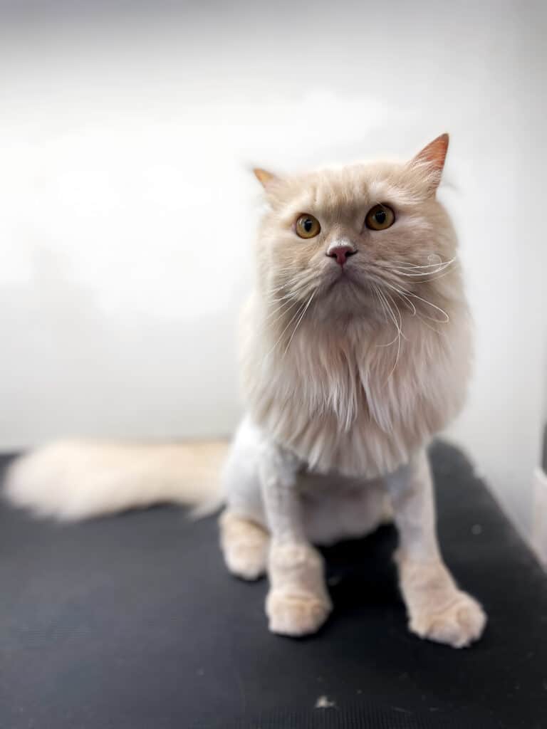 Кремовий кіт з довгою шерстю коротко підстрижений грумером в зоні тулуба