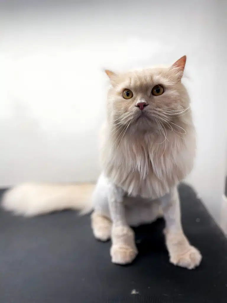 Кремовий кіт з довгою шерстю коротко підстрижений грумером в зоні тулуба