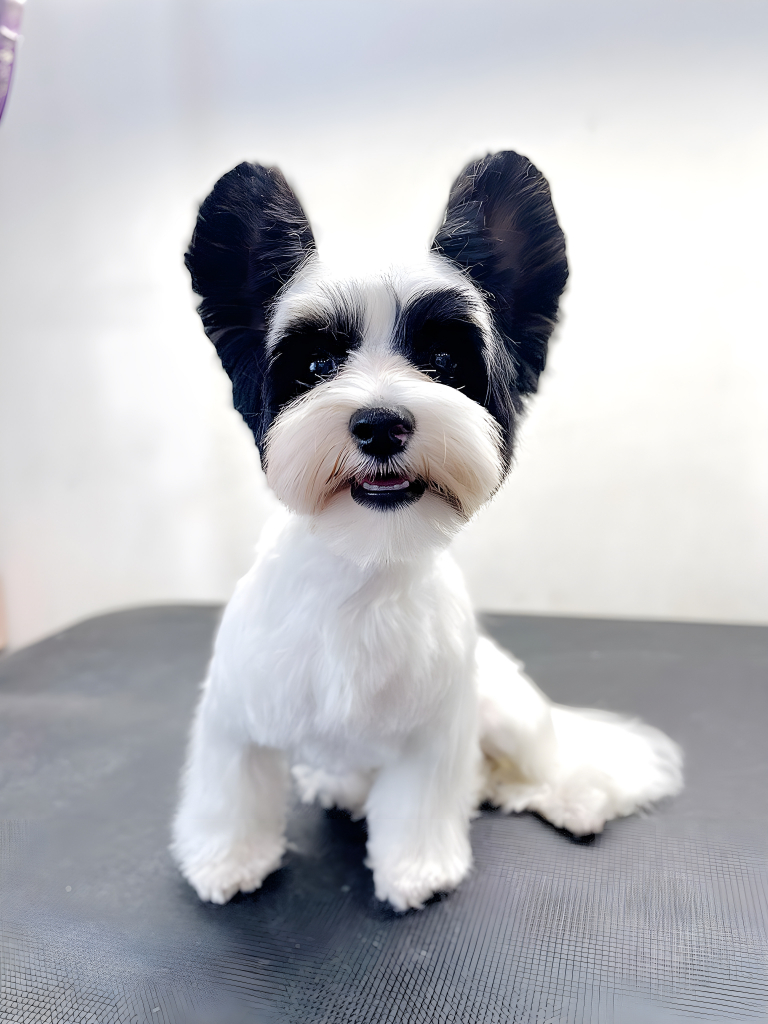 Бівер-йорк з білою шерстю, що сидить на великому столі, має чорне забарвлення на вушках та навколо очей