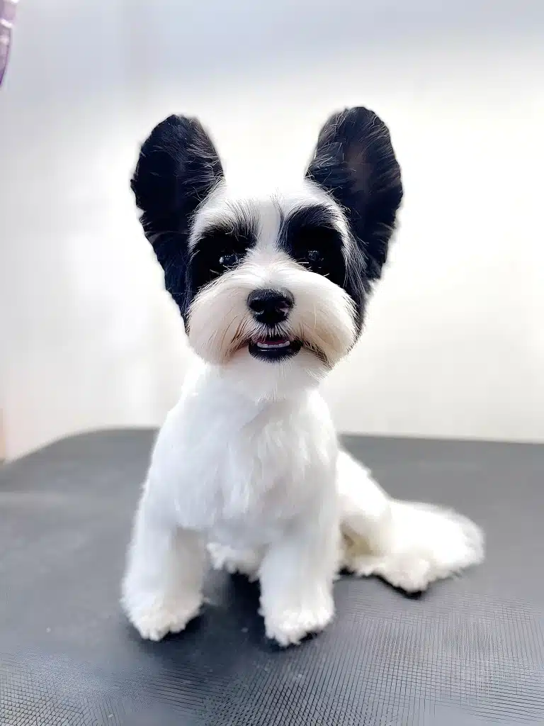 Бівер-йорк з білою шерстю, що сидить на великому столі, має чорне забарвлення на вушках та навколо очей