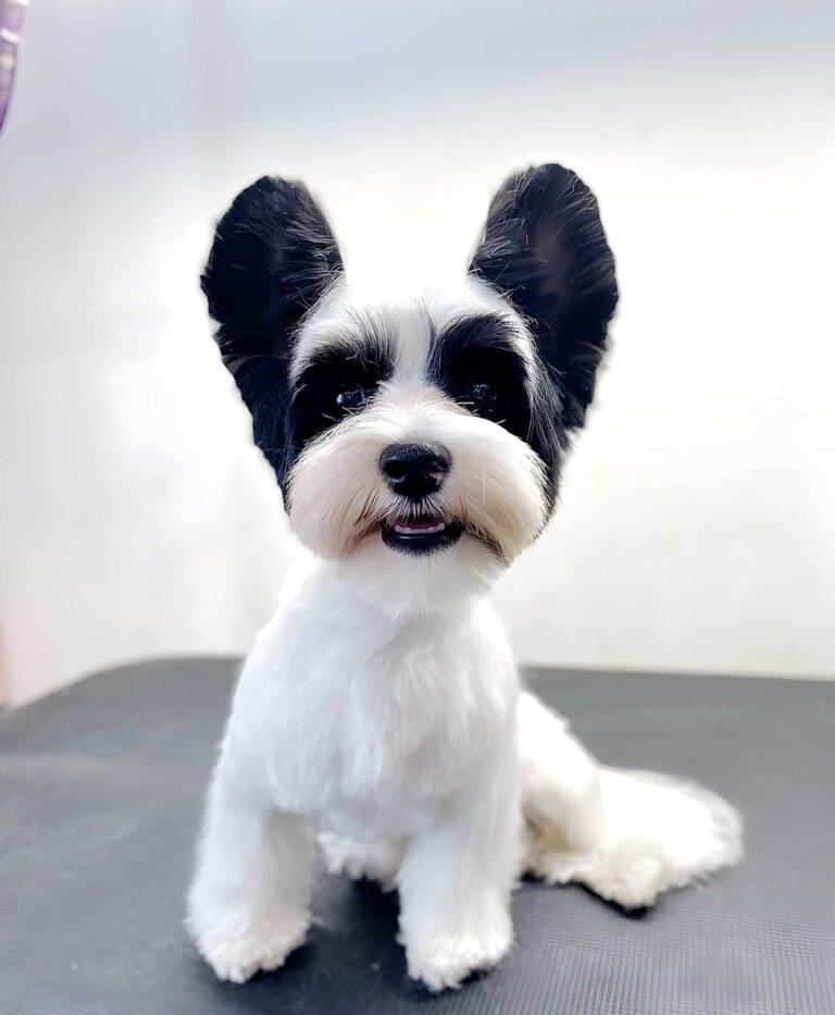 Бівер-йорк з білою шерстю, що сидить на великому столі, має чорне забарвлення на вушках та навколо очей