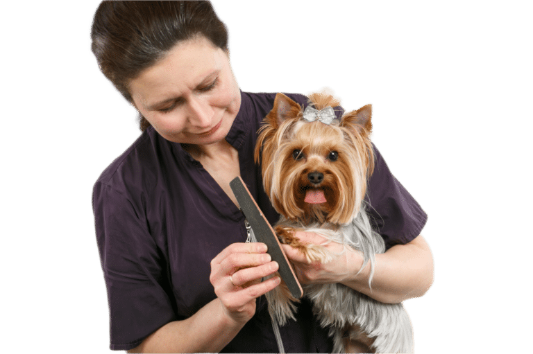 Жінка з каблучкою на пальці підпилює кігтики на лівій передній лапці йорка зі сріблястим метеликом