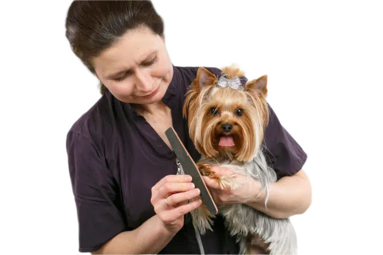 Жінка з каблучкою на пальці підпилює кігтики на лівій передній лапці йорка зі сріблястим метеликом