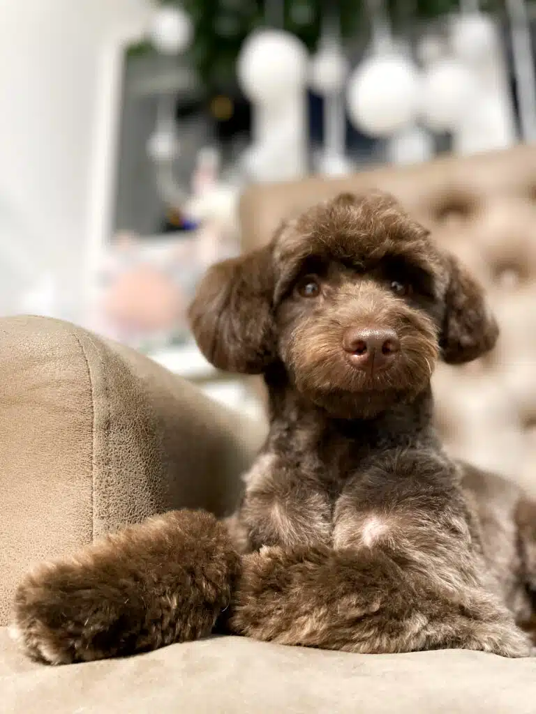 Коричневий кокапу з коричневими носом та очима лежить біля підлокітника на дивані