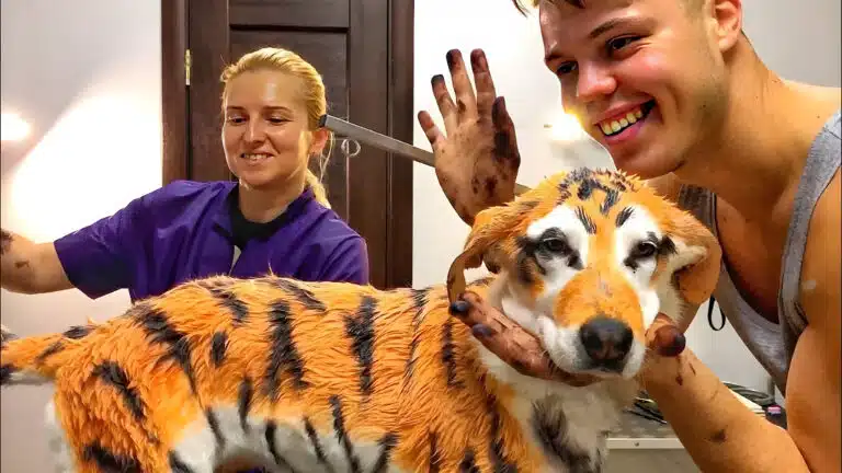 Грумерка в фіолетовій формі та хлопець у майці вимазані у чорний колір після фарбування коргі у тигра