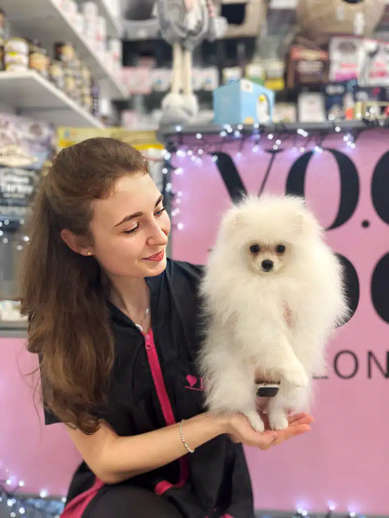 Позаду грумерки зі шпіцом, якому не має і року, горить синім світлом різдвяна гірлянда