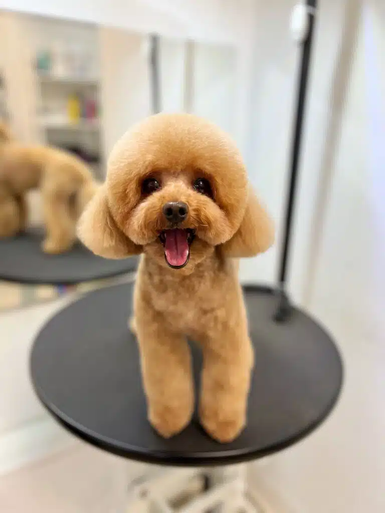 Мальтіпу стоїть на столику біля дзеркала та показує рожевого язика у відкритому роті