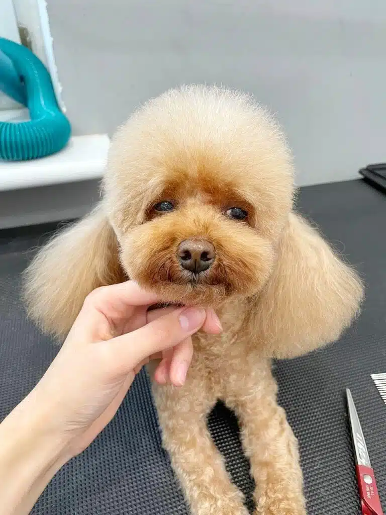 Пудель вже стомився під час стрижки, а грумерка підняла його голову, щоб оцінити свою роботу