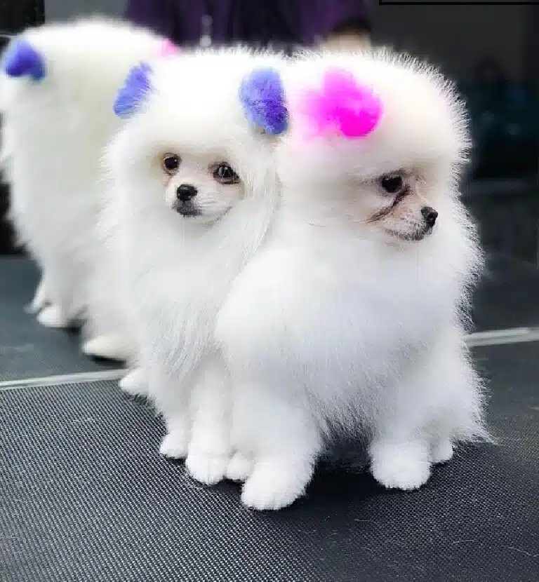 Два маленьких білих шпіца мають пофарбовані вушка в синій та рожевий кольори