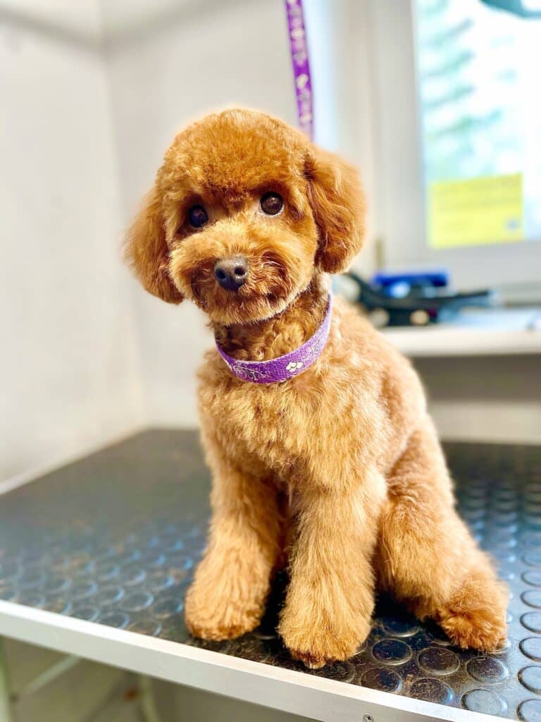 Пудель на чорному столі зі сріблястим бортиком, сидячи, витягнув задню лапу