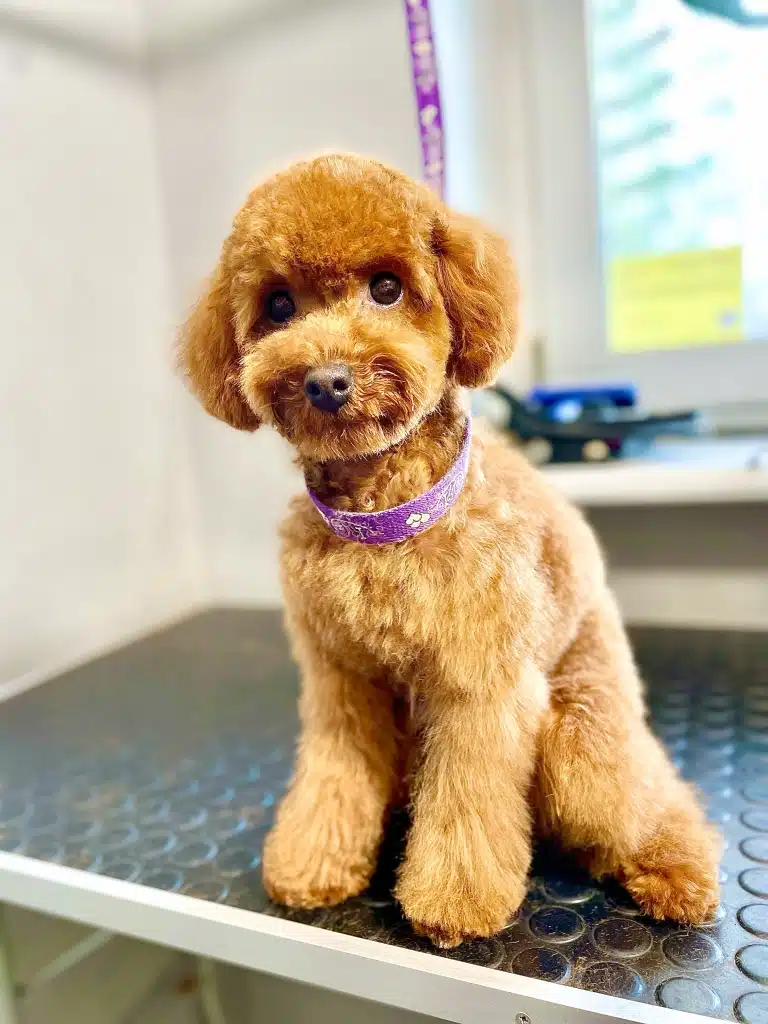 Пудель на чорному столі зі сріблястим бортиком, сидячи, витягнув задню лапу