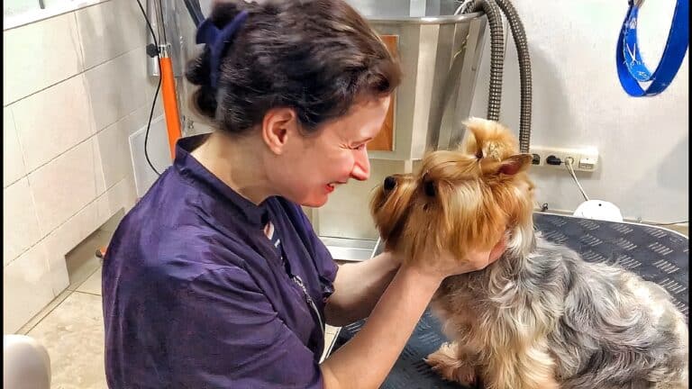 Жінка з грумерській формі тримає в долонях голову йорка та хоче носом доторкнутися до його носика