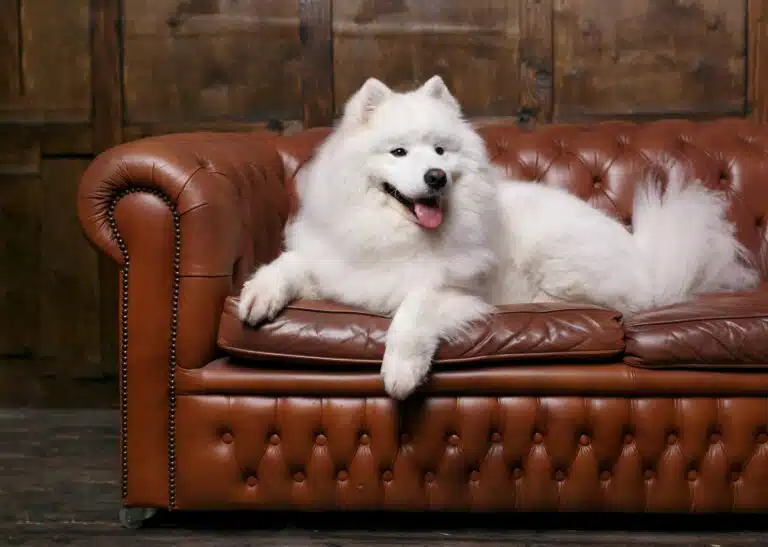 На коричневому шкіряному дивані, що аж блищить, лежить дорослий самоїд з чистою шерстю