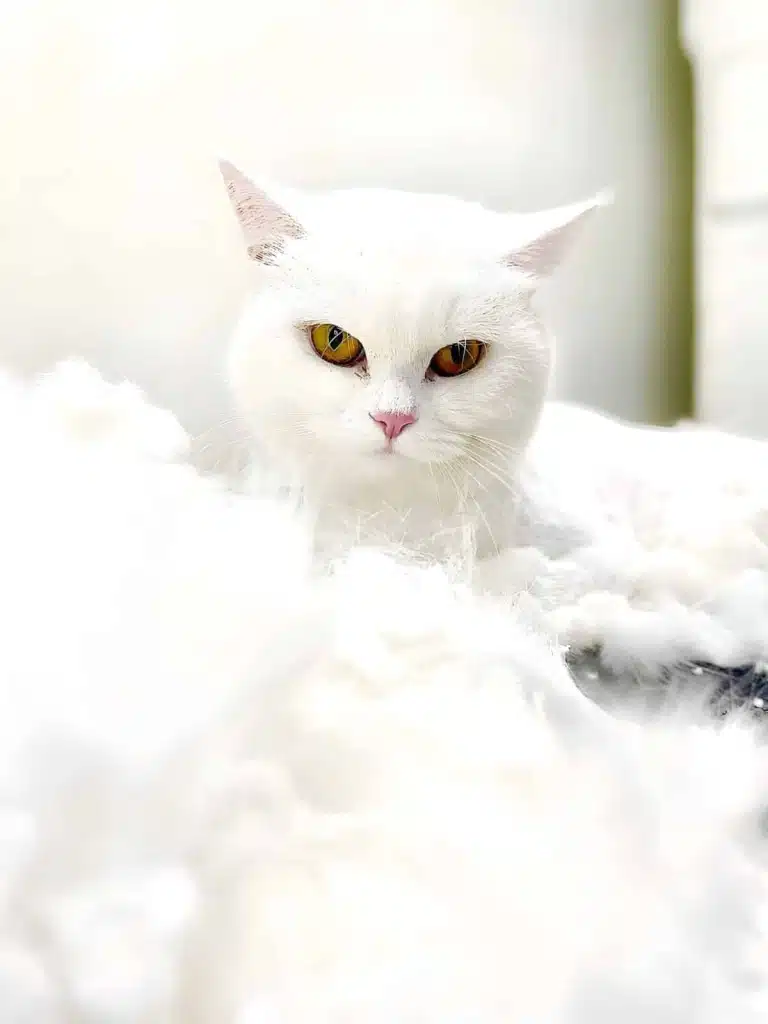 Білий короткошерстий кіт з жовтими очима визирає з-під купи білого підшерстя, вичесаного грумером