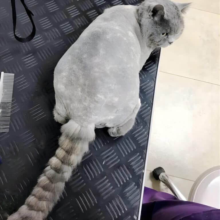 Британський кіт лежить на чорному столі після забривання шерсті та фігурної стрижки хвоста