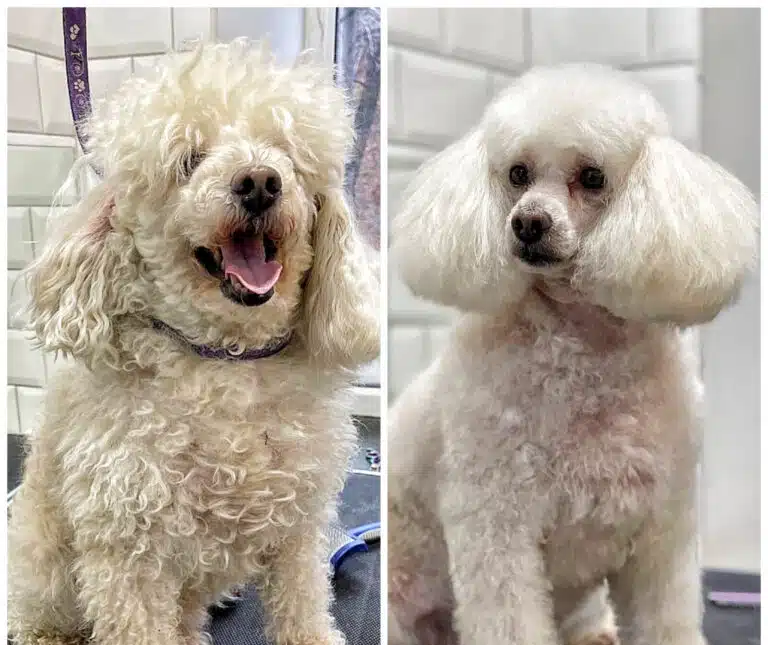 Білий пудель з великим тулубом після стрижки має забриту морду на об'ємні вушка