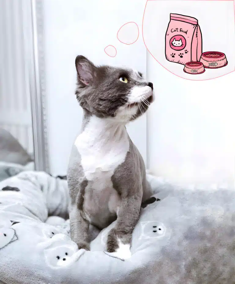 Підстрижений кіт сидить на сірому пледі та думає про корм в рожевій упаковці