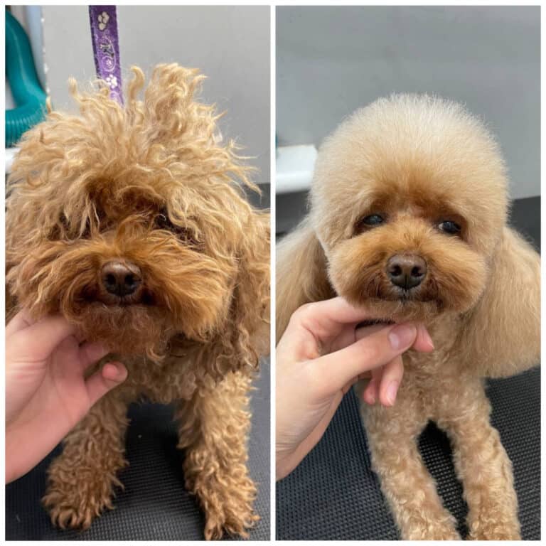 Той-пудель може мати гарний вигляд, навіть якщо прийти в салон, як бродяга