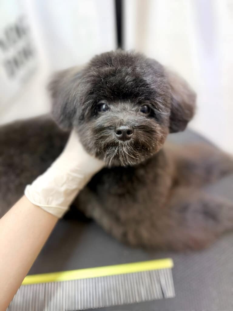 Грумер в білій рукавичці демонструє стрижку голови темно-коричневого мальтіпу