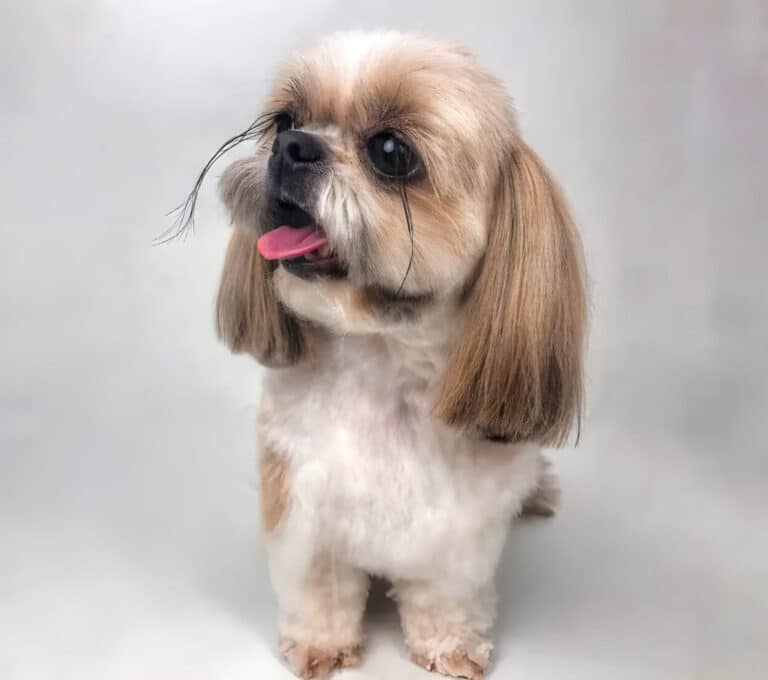 Ши-цу з надзвичайно довгими чорними віями має короткі лапки та плюшеву шерсть