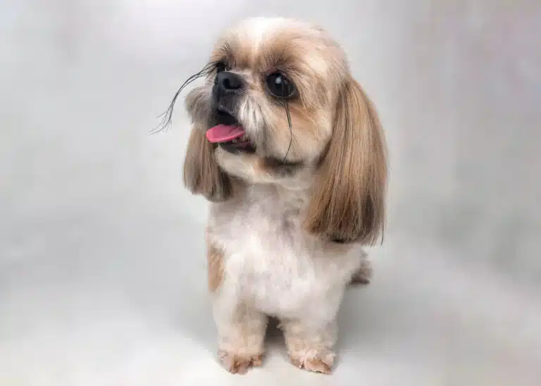 Довгі вії ши-цу спускаються аж до низу голови