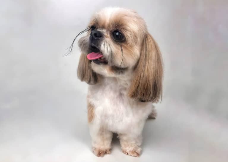 Ши-цу стоїть на білій підлозі, демонструючи нову стрижку, де не чіпали вії