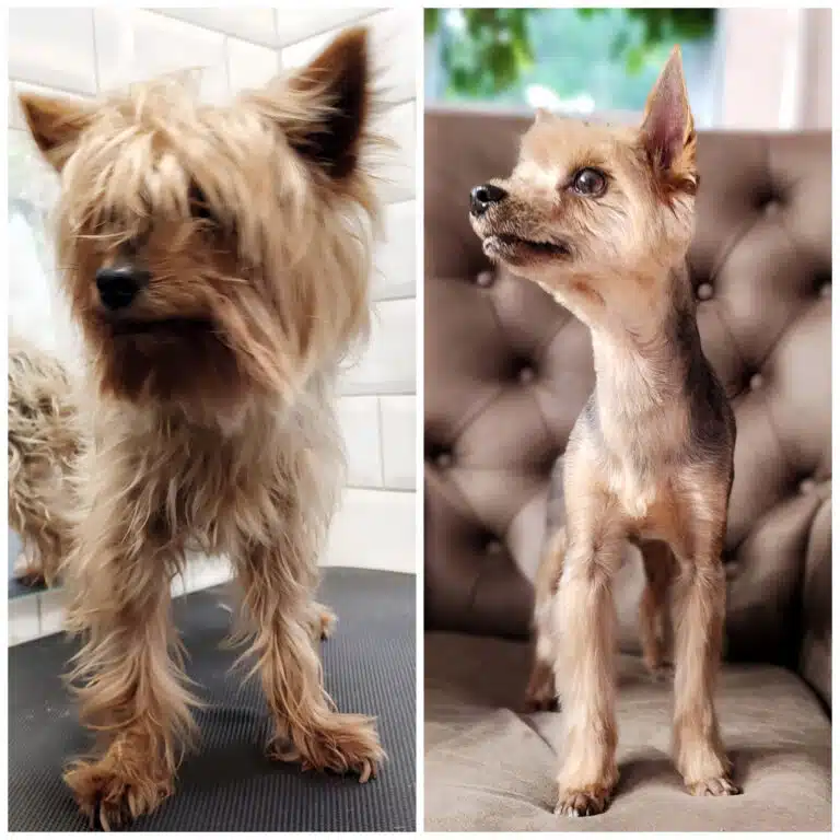 Колаж з короткою стрижкою йорка, підстриженими кігтями та забритими як у пуделя лапами