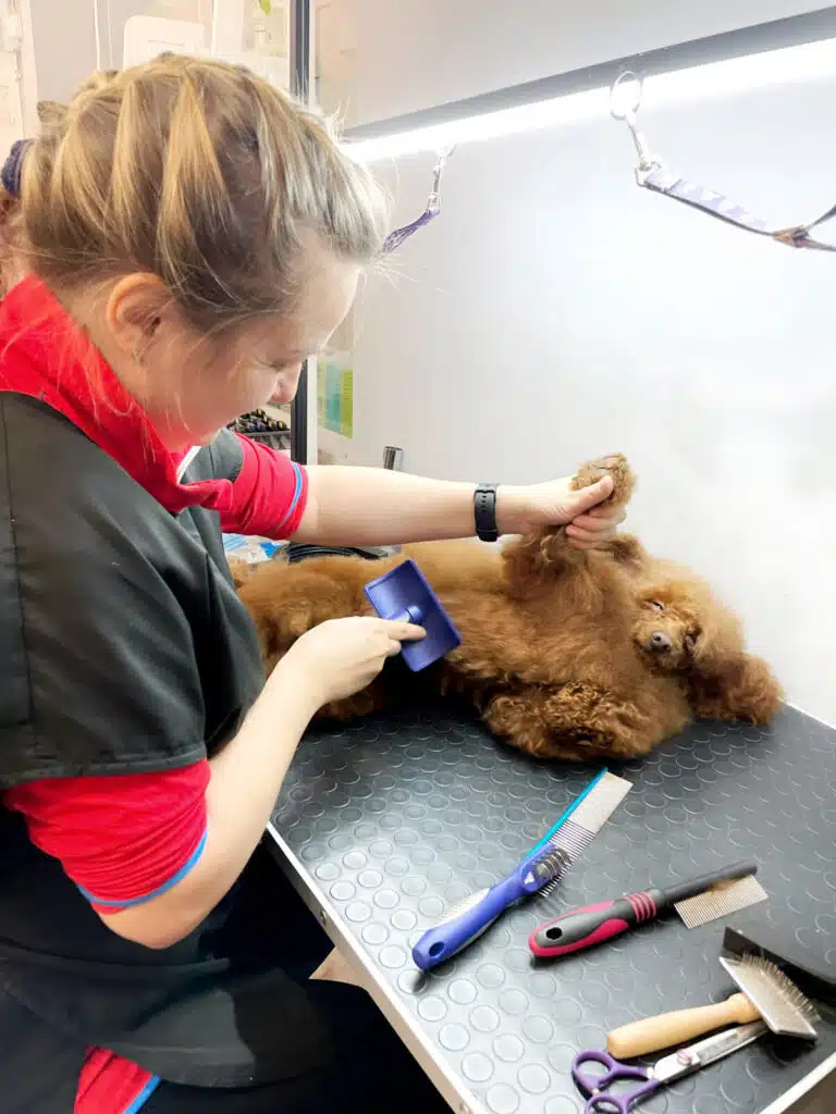 Поки пудель спить, грумерка підняла йому лапу та прочісує шерсть на животі