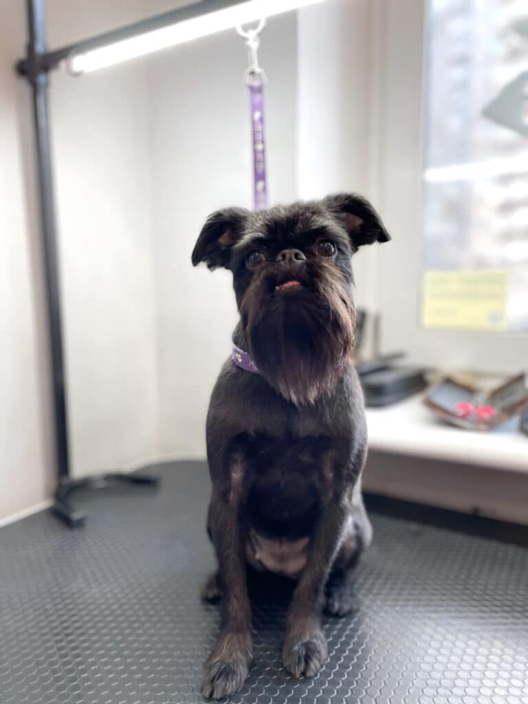 Грифон чорного кольору має довгу бороду і коротку шерсть по всьому тілу для зручності прогулянок