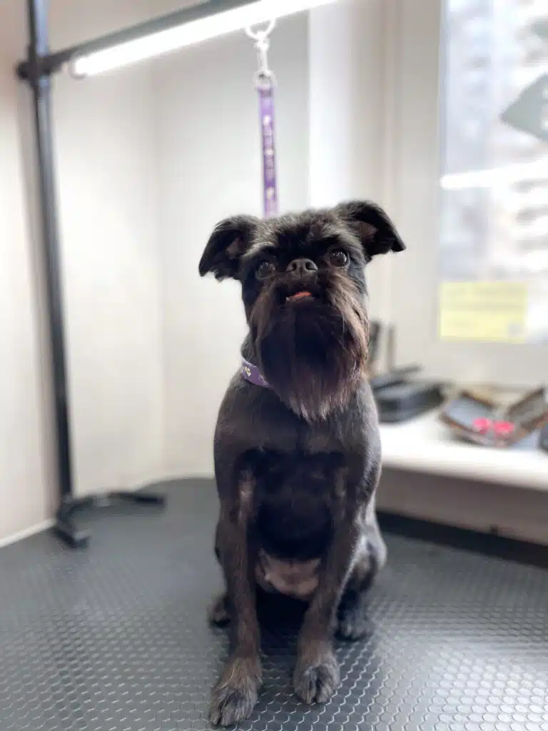 Грифон чорного кольору має довгу бороду і коротку шерсть по всьому тілу для зручності прогулянок