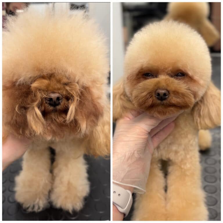 Грумер за допомогою стрижки може відкрити очі мальтіпу та полегшити йому життя