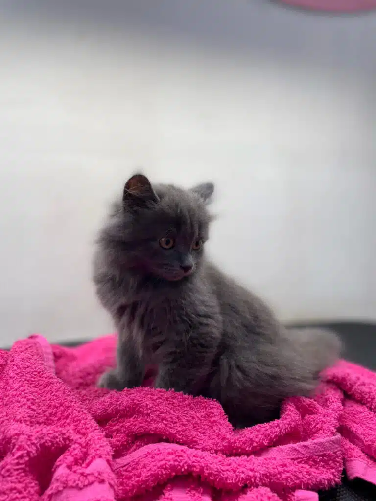 Маленьке сіре кошеня сидить на малиновому рушнику в кімнаті з білими стінами