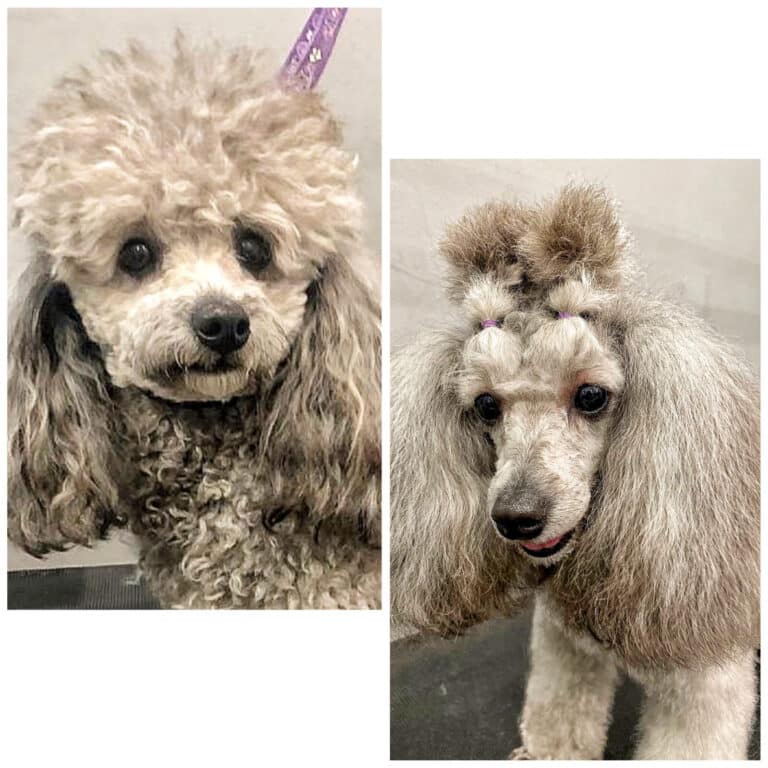 Сірий пудель після грумінгу має зачіску з двома хвостиками, забриту мордочку та довгі вушка