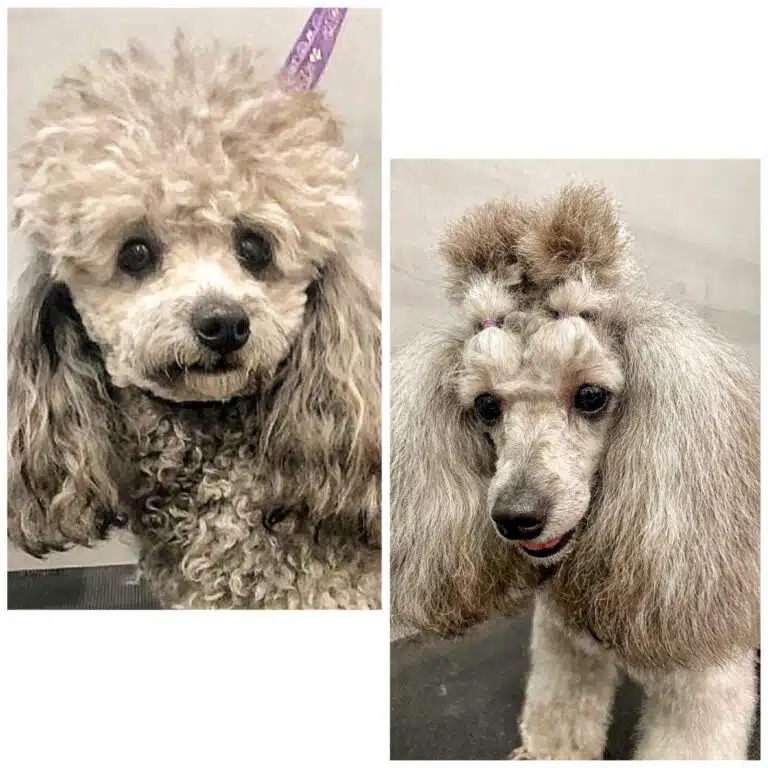 Сірий пудель після грумінгу має зачіску з двома хвостиками, забриту мордочку та довгі вушка