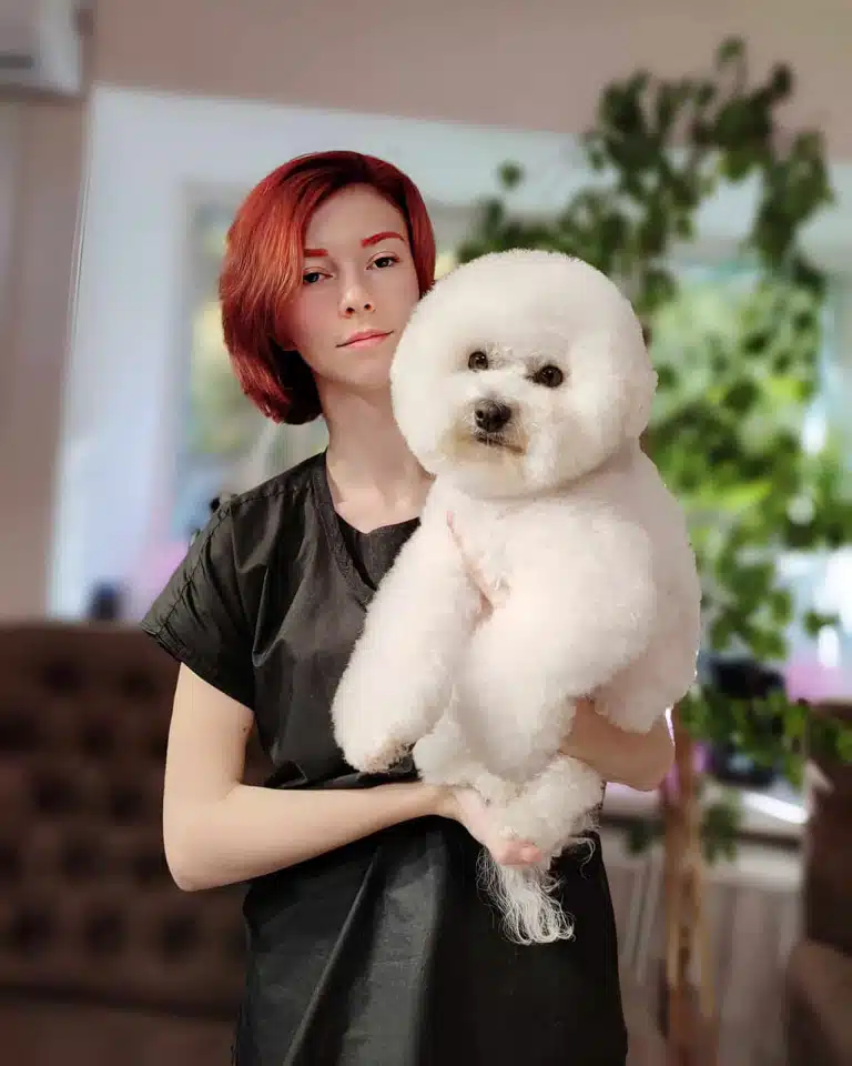 Бішон з круглою білою головою сидить в руках грумерки з червоними бровами