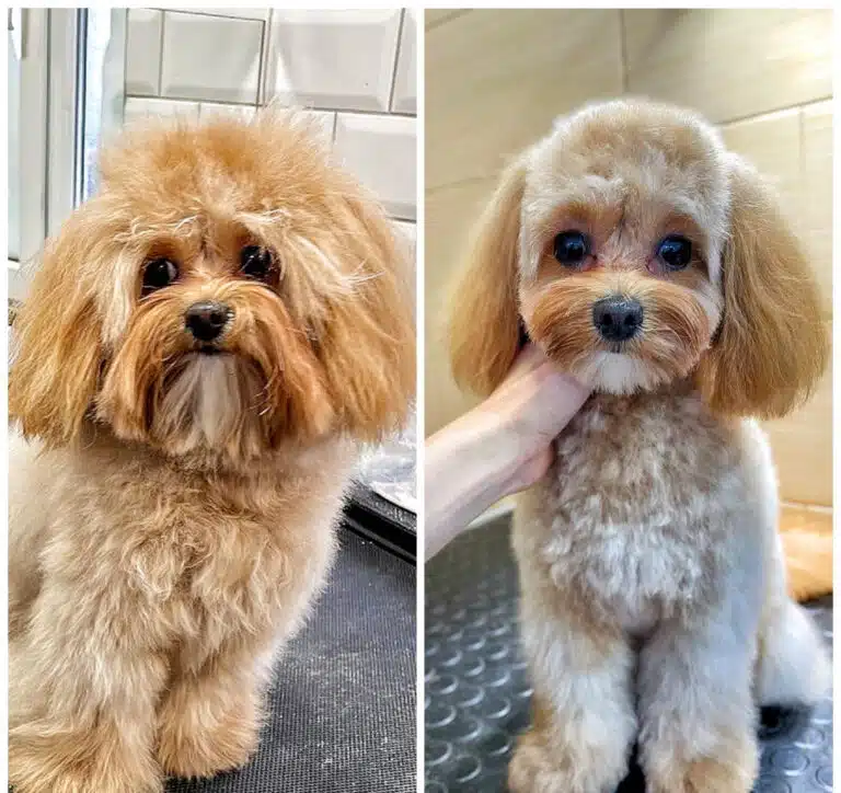 З мальтіпу з довгою та сплутаною шерстю грумер зробив милого песика з маленькою плюшкою на голові