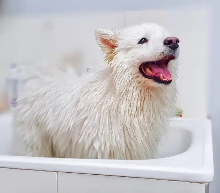 Самоїд з мокрою шерстю знаходить в білій ванні з бежевою плиткою